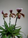 Paphiopedilum 'King Arthur'